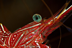 Durban Hinge-beak Shrimp. no cropping by Eunjae Im 